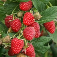 Încântă-ți grădina și papilele gustative cu fructele de zmeur polka. Cumpără acum și vei avea parte de un gust rafinat! 🌿🛒