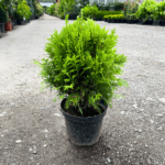 Tuia Glob la ghiveci - imagine 2