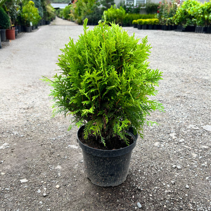 Tuia Glob la ghiveci - imagine 2