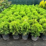 Tuia Glob la ghiveci