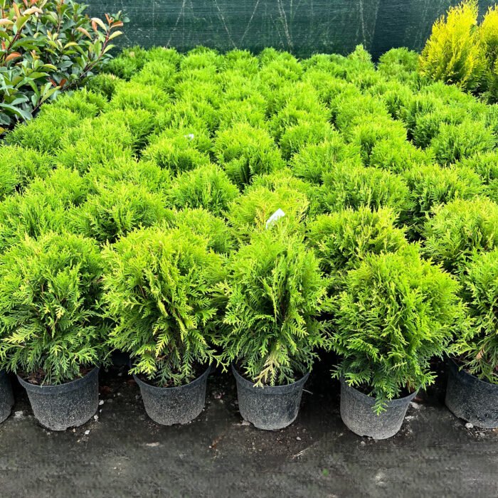 Tuia Glob la ghiveci - imagine 1