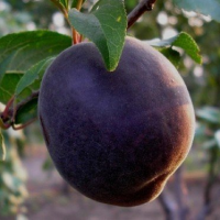 Pom fructifer Cais Negru - un deliciu rafinat ce emană esența întunecată a fructelor.😋 O experiență gustativă inconfundabilă!🤞 Încearcă-l și tu!!