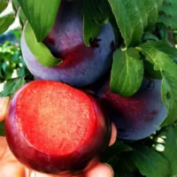 Pom fructifer Prun Black Diamond: este alegerea perfectă pentru grădina ta. Bucură-te de fructe mari și suculente, cu pulpa roșie și un gust delicios.😍