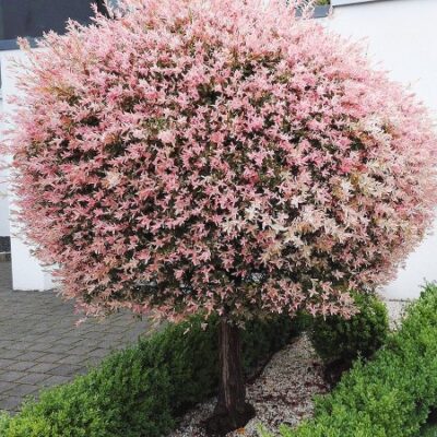 Intră în lumea Salix Japoneza - Hakuro Nishiki! Un arbust uimitor, cu frunze pestrițe și flori delicate roz deschis. Completează-ți grădina acum! 🛒