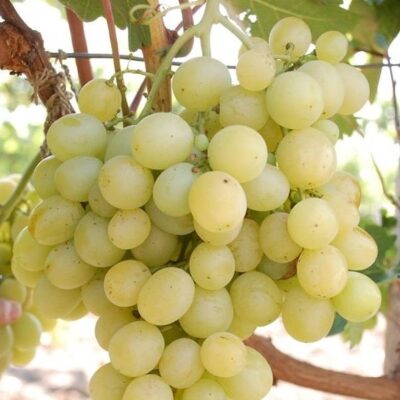 Descoperă 👉️ Viță de vie Italia (de masă), cu boabe mari, cu aromă de Muscat. Este considerat unul dintre cele mai valoroase soiuri de struguri de masă.😍