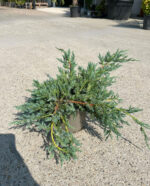 Juniperus Squamata "Blue Carpet" la ghiveci - imagine 2