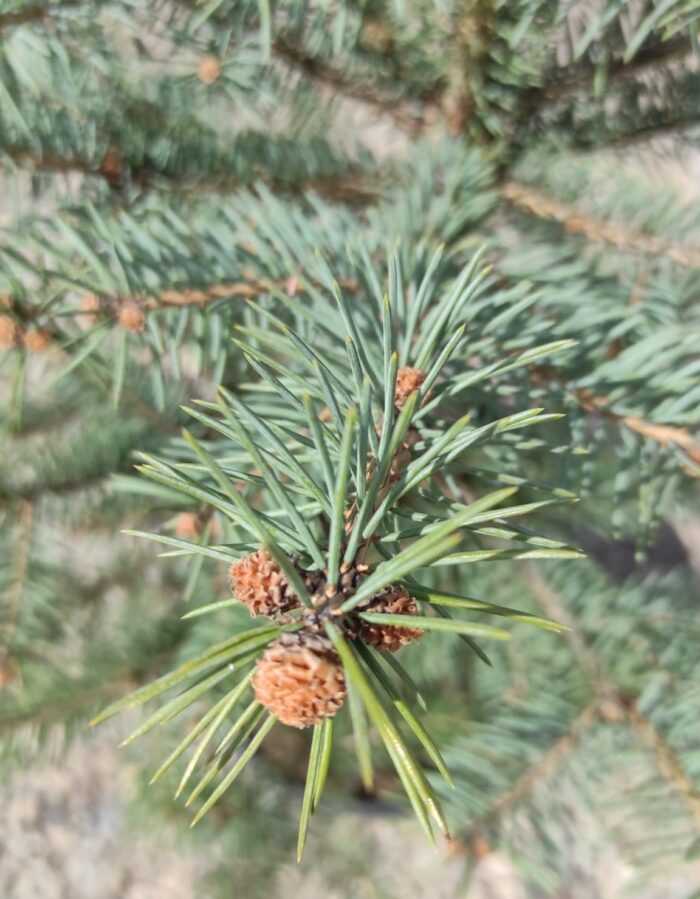 Picea Pungens Kaibab la ghiveci - imagine 2