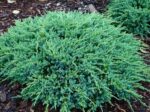 Juniperus Squamata "Blue Carpet" la ghiveci