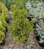 Picea Abies Will's Zwerg la ghiveci - imagine 2