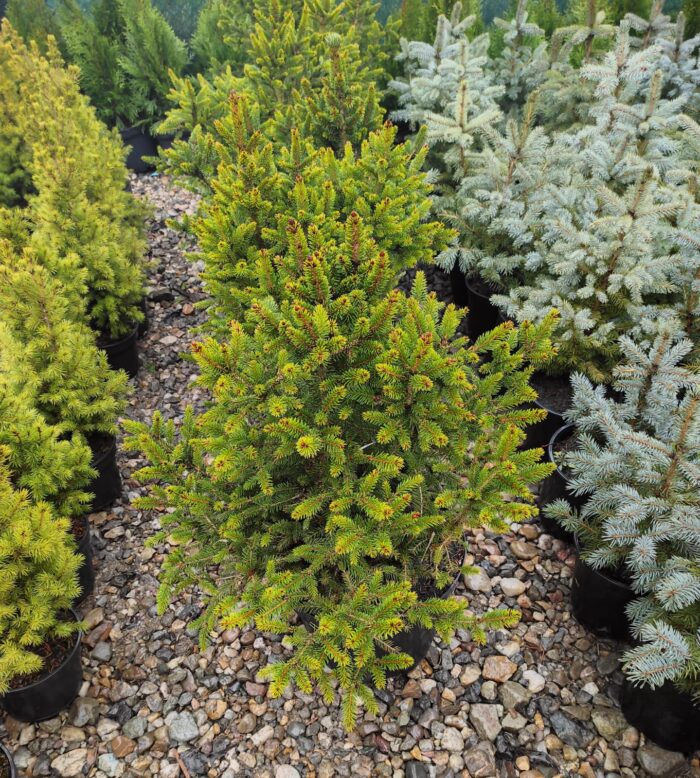 Picea Abies Will's Zwerg la ghiveci - imagine 2