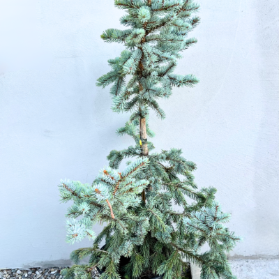 Picea Pungens Hoopsii - Pepiniera Sosa