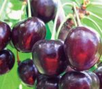 Dorința de a avea "Cireșul Timpuriu de Bistrița" poate fi acum realitate😊. Comandă-l acum și bucură-te de fructele lui de calitate!👌