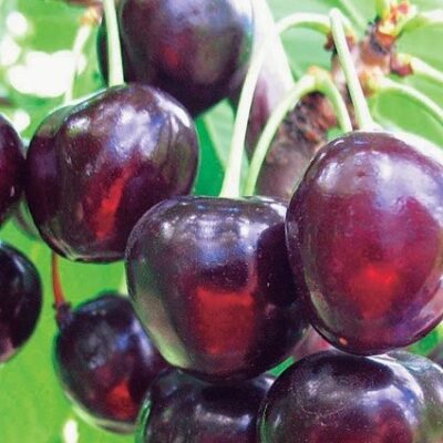 Dorința de a avea "Cireșul Timpuriu de Bistrița" poate fi acum realitate😊. Comandă-l acum și bucură-te de fructele lui de calitate!👌