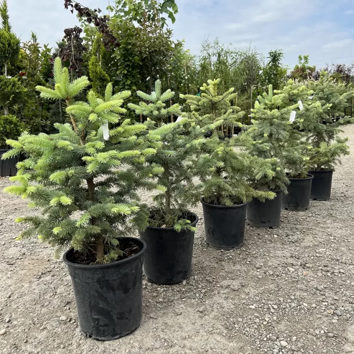 Descoperă Picea Pungens Kaibab de un albastru-argintiu intens, conferind un aspect spectaculos și vibrant. Comandă acum! 🌿🛒