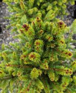 Picea Abies Will's Zwerg la ghiveci - imagine 3