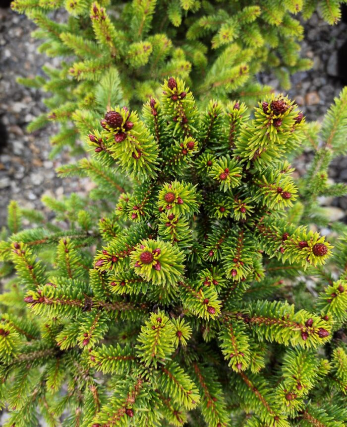 Picea Abies Will's Zwerg la ghiveci - imagine 3