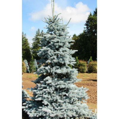 Picea Pungens Hoopsii: Albastru-argintiu intens această culoare este persistentă pe tot parcursul anului, contribuind la atracția sa ornamentală. 🌿