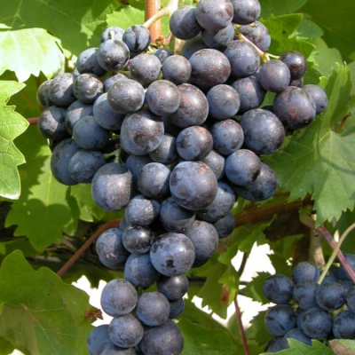 Descoperă Viță de vie Muscat de Hamburg (de masă), regele strugurilor de masă! Un soi aromatic și apreciat. Comandă acum! 🍇
