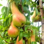 Nu vei regreta alegerea ta 🍐! Descoperiţi 👉️ Pom Fructifer Păr Abatele Fetel! Fructele sunt foarte mari, dulci și suculente. Nu ezita! Comandă acum!