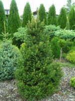 👉️ Picea abies 'Will's Zwerg' este cultivată ca plantă ornamentală în grădini de rocă, grădini japoneze și ghivece decorative.Comandă acum! 🌲🛒