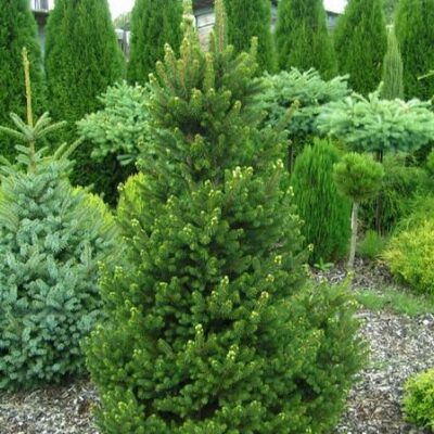 👉️ Picea abies 'Will's Zwerg' este cultivată ca plantă ornamentală în grădini de rocă, grădini japoneze și ghivece decorative.Comandă acum! 🌲🛒