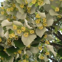Descoperă frumusețea arborelui melifer Tei Argintiu, care poate atinge o înălțime de 20–30 m. 😱 Cumpără-l acum și creează un peisaj impresionant! 😍