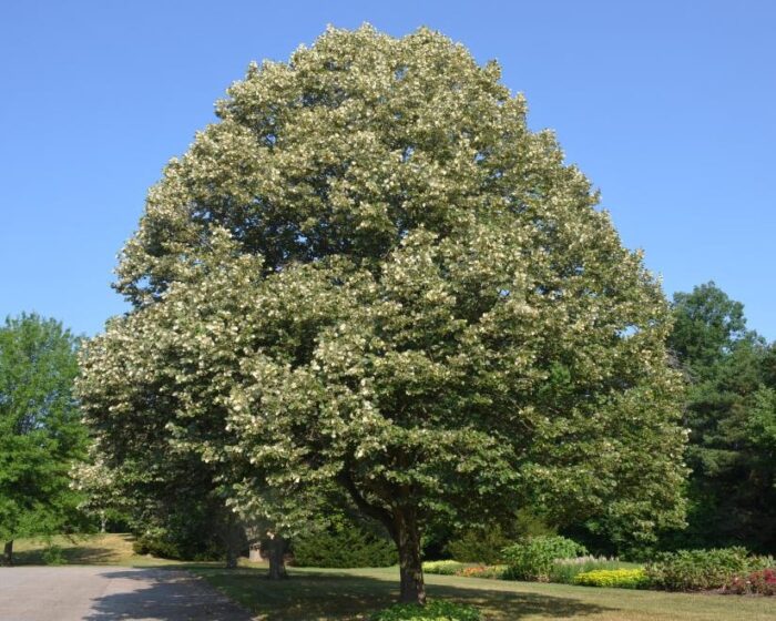 Descoperă frumusețea arborelui melifer Tei Argintiu, care poate atinge o înălțime de 20–30 m. 😱 Cumpără-l acum și creează un peisaj impresionant! 😍