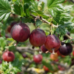 Agris Captivator Rosu cu port inalt este cunoscută pentru fructele sale mari, gustoase și pentru creșterea sa verticală.Comandă acum! 🛒🌿