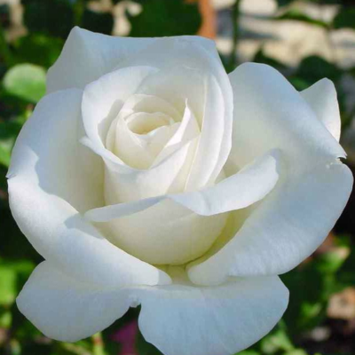 Înflorește grădina cu trandafir Iceberg alb. Descoperă florile viguroase și parfumul delicat al acestor trandafiri teahibrizi. 🌼 Comandă acum! 🛒