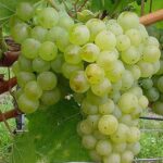 Neuburger se dezvoltă cel mai bine în zonele cu soluri bine drenate și expunere la soare. Este o varietate adaptabilă.Comandă acum! 🍇🛒