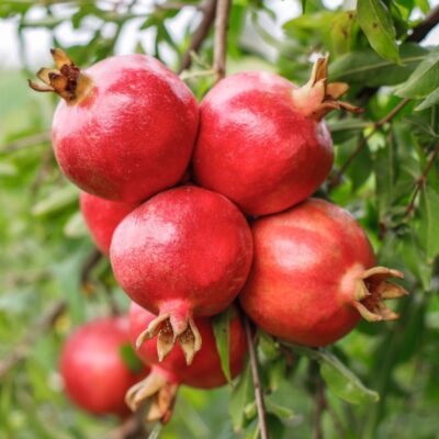 Plantează Rodia în locuri însorite! Este o specie iubitoare de lumină pentru un gust de neuitat. 😋 Cumpără-l acum!🛍️