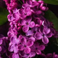 Adaugă o notă de eleganță în grădina ta cu liliacul Congo Syringa Vulgaris de înaltă calitate. Flori vibrante și un aspect impresionant. Comandă acum! 🌸