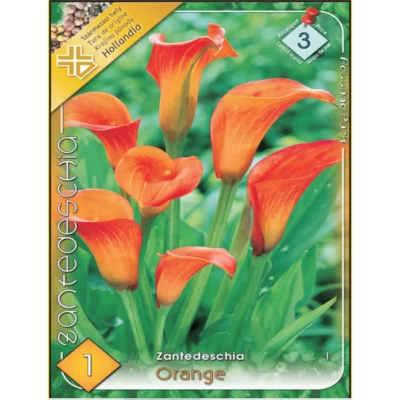 Bucurați-vă de frumusețea Zantedeschia orange în grădina dvs. Această floare cu înălțimea de 40-60 cm adaugă un strop de culoare și eleganță. 🌻