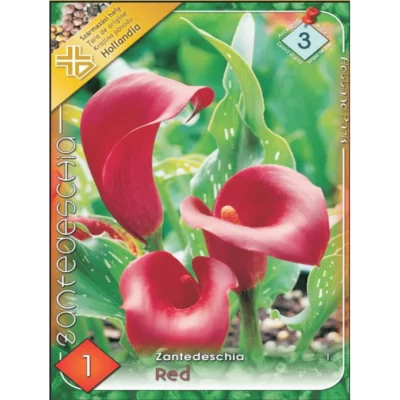 Adaugă o notă de eleganță în grădina ta cu Zantedeschia Red. Un soi special pentru o autenticitate deosebită.Comandă acum! 🌸