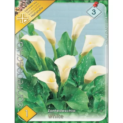 Descoperă splendoarea unei flori deosebite, Zantedeschia white. Cumpără acum și adaugă un strop de eleganță în grădina ta. 🌼
