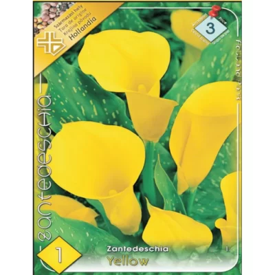 Bucură-te de frumuseţea florilor de Zantedeschia yellow în grădina ta. Comandă acum bulbii de calitate superioară şi adaugă o notă vibrată de culoare! 🌼