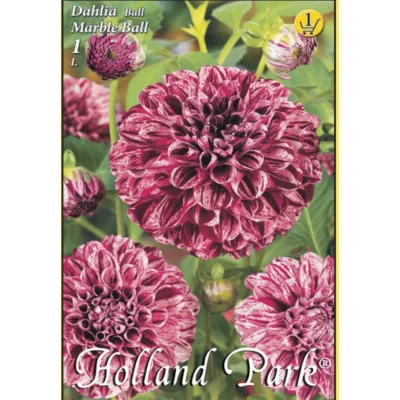 Dahlia ball Marble Ball ideală pentru borduri, grădini de flori, aranjamente florale și ghivece.Nu rata si comandă acum!🌼