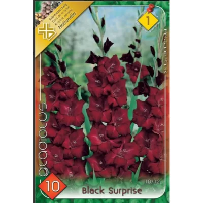 👉️Adaugă o notă de eleganță gradinii tale cu Gladiolus Black Surprise. Flori de 60 cm cu petale negre.Comandă acum! 🌸🛒