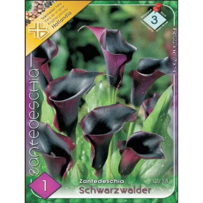 Descoperă frumusețea și rafinamentul Zantedeschia Schwarzwalder! O plantă cu flori elegante care îți vor aduce bucurie în fiecare sezon. 🌼