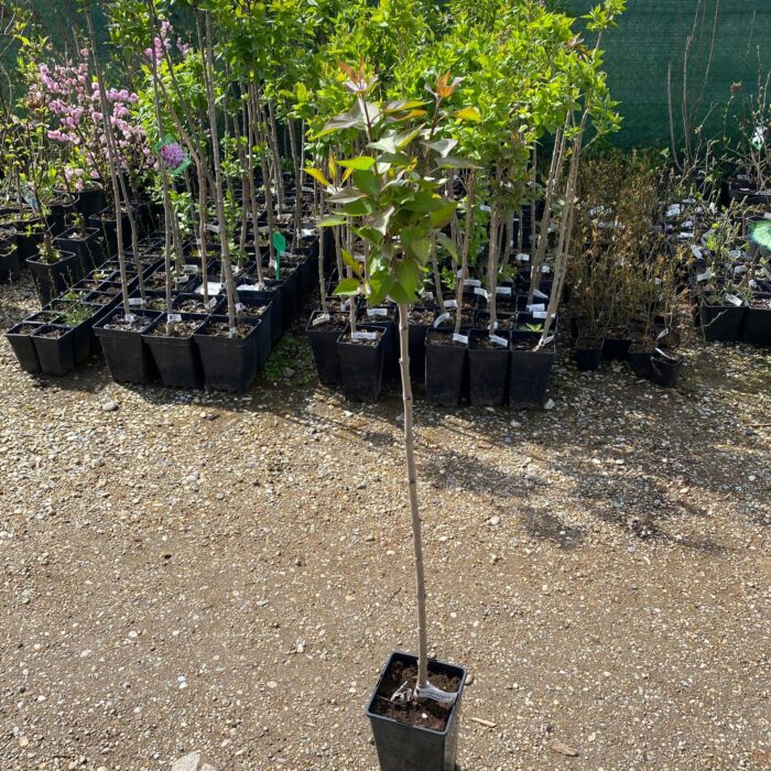 Syringa Vulgaris "Esther" (Liliac roz) la ghiveci - imagine 2