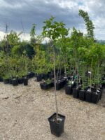 Syringa Vulgaris "Esther" (Liliac roz) la ghiveci - imagine 2