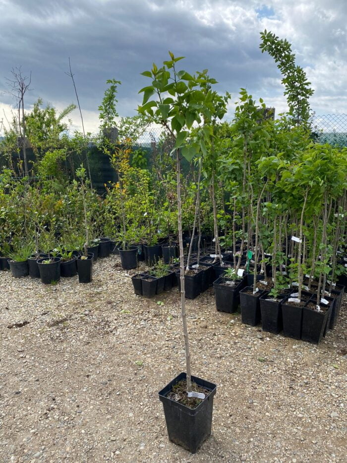 Syringa Vulgaris "Esther" (Liliac roz) la ghiveci - imagine 2