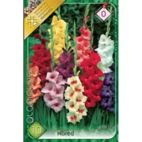 Descoperă frumusețea Gladiolus mixed în grădina ta. Având înălțimea de 60 cm, aceste flori vor aduce un aspect spectaculos! 🌸