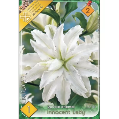 Bucură-te de eleganță și prospețime cu Lilium Double Oriental Innocent Lady! Comandă astăzi și adu bucurie în viața ta! 💐