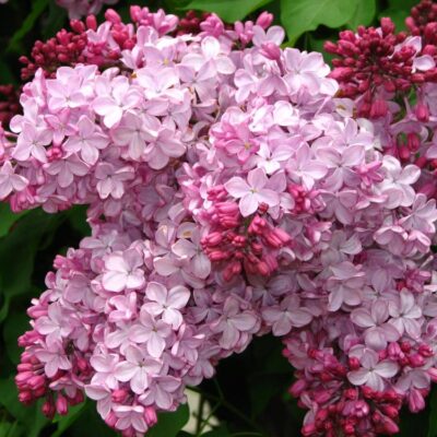 Bucură-te de frumusețea și aroma liliacului roz Esther în grădina ta. Cumpără un liliac cu forme inimă și creștere verticală.Comandă acum! 🌸