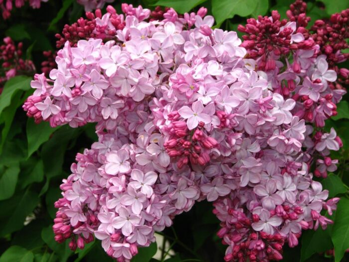 Syringa Vulgaris 'Esther': Liliacul roz cu flori parfumate Bucură-te de frumusețea și aroma liliacului roz Esther în grădina ta. Cumpără un liliac cu forme inimă și creștere verticală.Comandă acum! 🌸