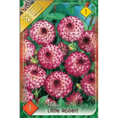 Dahlia pompon Little Robert ideală pentru borduri, grădini de flori, aranjamente florale și ghivece.Nu rata și comandă acum! 🌸