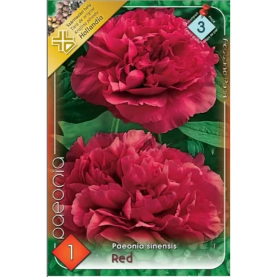 Transformați-vă grădina într-un festival de culori cu Paeonia sinensis red. O floare cu o culoare vibrantă și un parfum divin. Comand-o acum! 🌺🛒