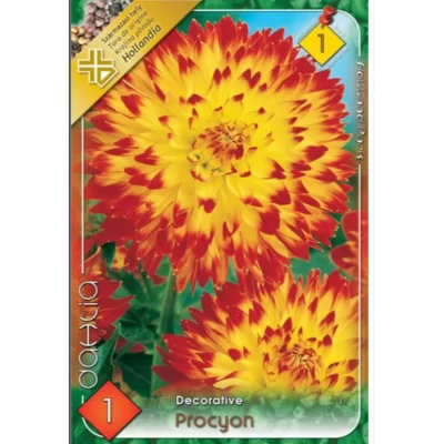 Dahlia decorative Procyon ideală pentru borduri, grădini de flori, aranjamente florale și ghivece.Nu rata și comandă acum! 🌼