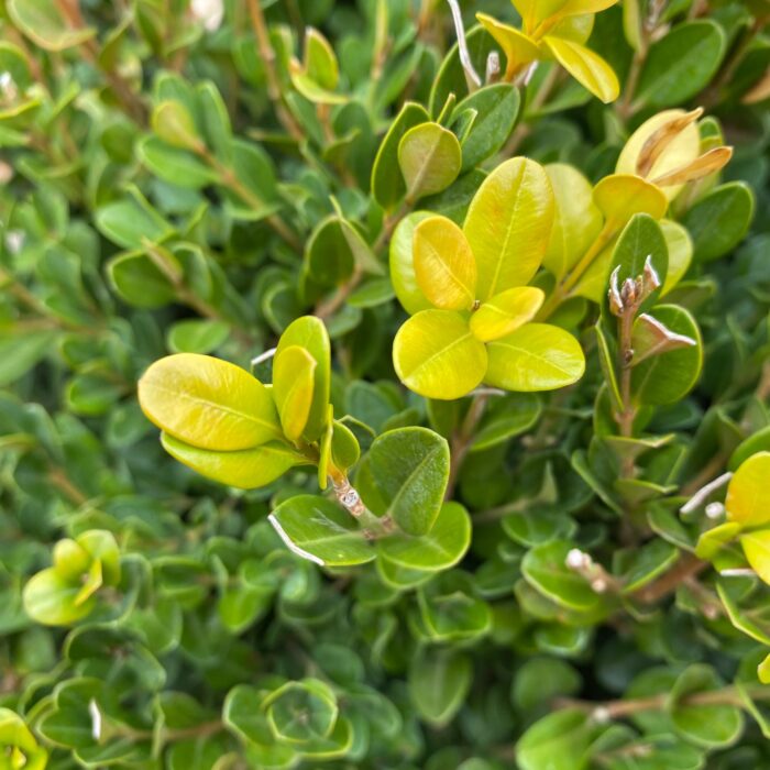 Buxus Glob la ghiveci - imagine 2